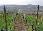 Weingut Hafner