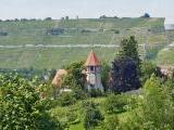 Weinberge mit der schnen Kilianskirche in der Weinregion Wrttemberg