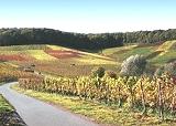 Spazieren gehen durch die Weinberge in Wrttemberg<br />
<br />
Bildquelle: Jupiter Weinkeller Hausen an der Zaber e.G.