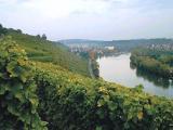 Blick ber die Weinberge von Wrttemberg<br />
<br />
Bildquelle: Weingut Bauer