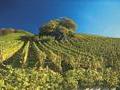 Auf einer Rebflasche von 156 Hektar bewirtschaften rund 70 Winzerfamilien mit gro�em Flei� die Weinberge in der Lage 
