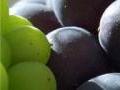 Weingut auf den f�nfzen Morgen