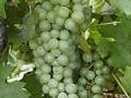 M�ller-Thurgau Trauben