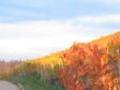 Panorama der Weinberge