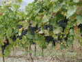 Weinreben