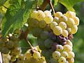 Die Rebsorte Riesling