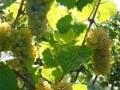 Rieslingtrauben im Sonnenlicht