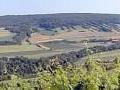 Weinbau im romantischen Taubertal