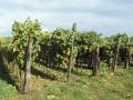 Unsere Weinberge in der Pfalz