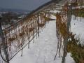 Unsere Weinberge im Winter