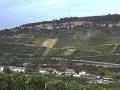 Weinberge