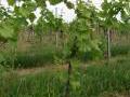 Weinreben