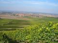 Weinberg Weingut Melber und R�delsee