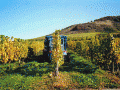 Bei der Weinernte