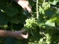 Weinlese - Schnitt der Trauben