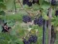 Bei der Weinlese