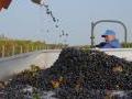 Die Trauben werden auf einen Traktor verladen und in unsere Distillerie transportiert