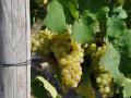 Weinbau im romantischen Taubertal - wertvolle Weinreben