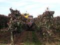 Bei der Weinlese vom Weingut Woerner