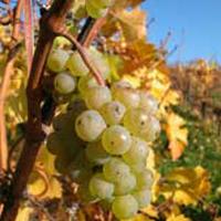 Kaiserstuhl Weisswein Kaiserstuhl Weisswein