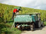 Bei der Weinlese in der Weinregion Mosel.<br />
<br />
Bildquelle: Weingut Borens