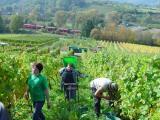 Fleißige Helfer bei der Weinlese in der Mosel<br />
<br />
Bildquelle: Weingut Borens