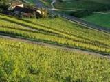 ein Weingut in Franken<br />
<br />
Bildquelle: Weingut Schmitts Kinder