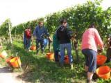 bei der Weinlese helfen alle mit