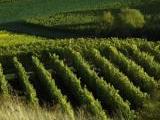 Einblick in die Weinberge in Langenlonsheim in der Region Nahe.<br />
<br />
Bildquelle: Weingut im Zw&ouml;lberich