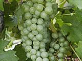 Die weiße Rebsorte Müller-Thurgau<br />
<br />
Bildquelle: Weingut Markus Hafner
