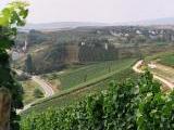viele Weinberge in der Region Nahe<br />
<br />
Bildquelle: Bio-Wein-Gut an der Nahe Georg Forster