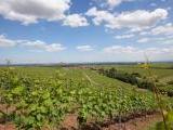 Eine schne Weingegend in der Pfalz<br />
<br />
Bildquelle: Weingut Graf
