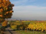 zwischen den Weinbergen spazieren gehen.<br />
<br />
Bildquelle: Weingut Wrner