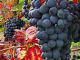 Die rote Rebsorte Regent<br />
<br />
Bildquelle: Weingut Markus Hafner