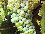 Die weiße Rebsorte Riesling