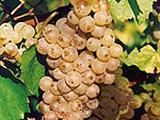 Die weiße Rebsorte Rivaner<br />
<br />
Bildquelle: Weingut Markus Hafner