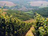 Auch in Nahe findetn man sch�ne Weingegenden<br />
<br />
Bildquelle: Weingut Pfalztor