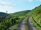 Impression in Wiltlingen an der Mosel<br />
<br />
Bildquelle: Weingut Borens