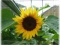 Unser Gartenbau Unser Gartenbau
