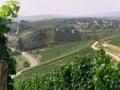 Weinberge vom Weingut Georg Forster Weinberge vom Weingut Georg Forster