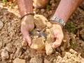Unser Top-Boden f�r sehr gute Weine