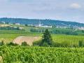 Hallgartener Weinanbaugebiet