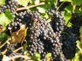 Trauben im Herbst Trauben im Herbst