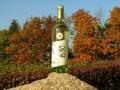bei der Weinlese bei der Weinlese