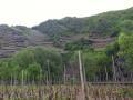 Die Deutzerhof Weinberge liegen bis zu 200 Meter über dem Meeresspiegel. Die Deutzerhof Weinberge liegen bis zu 200 Meter über dem Meeresspiegel.