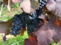Badischer Rotwein,Spätburgunder Badischer Rotwein,Spätburgunder