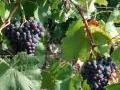 Spätburgunder Rotwein, Weingut Schiefer Spätburgunder Rotwein, Weingut Schiefer