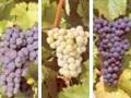 Unsere verschiedenen Weinsorten als Traube an den Reben. Unsere verschiedenen Weinsorten als Traube an den Reben.