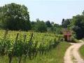 Badische Weinberge in Haltingen Badische Weinberge in Haltingen
