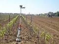 Pfälzer Weine - Weinberg - Top Weinlagen Pfälzer Weine - Weinberg - Top Weinlagen